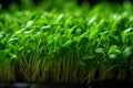 Delicate and vibrant microgreens showcasing their rich nutrients and stunning colors