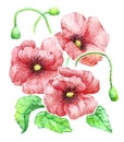 Delicate Vintage Watercolor Bouquet of Red Poppies on White Background Royalty Free Stock Photo