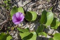 Delicate violet flower on the beach