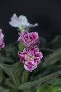 Delicate violets isolated on a black background. A fragile and beautiful houseplant