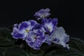 Delicate violets isolated on a black background. A fragile and beautiful houseplant