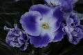 Delicate violets isolated on a black background. A fragile and beautiful houseplant