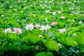Delicate vivid pink and white water lily flowers Nymphaeaceae in full bloom and green leaves on a water surface in a summer Royalty Free Stock Photo