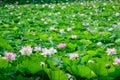 Delicate vivid pink and white water lily flowers Nymphaeaceae in full bloom and green leaves on a water surface in a summer Royalty Free Stock Photo