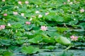 Delicate vivid pink and white water lily flowers Nymphaeaceae in full bloom and green leaves on a water surface in a summer Royalty Free Stock Photo