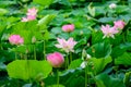 Delicate vivid pink and white water lily flowers Nymphaeaceae in full bloom and green leaves on a water surface in a summer Royalty Free Stock Photo