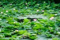 Delicate vivid pink and white water lily flowers Nymphaeaceae in full bloom and green leaves on a water surface in a summer Royalty Free Stock Photo