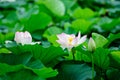 Delicate vivid pink and white water lily flowers Nymphaeaceae in full bloom and green leaves on a water surface in a summer Royalty Free Stock Photo