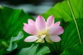 Delicate vivid pink and white water lily flowers Nymphaeaceae in full bloom and green leaves on a water surface in a summer Royalty Free Stock Photo