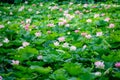 Delicate vivid pink and white water lily flowers Nymphaeaceae in full bloom and green leaves on a water surface in a summer Royalty Free Stock Photo