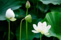 Delicate vivid pink and white water lily flowers Nymphaeaceae in full bloom and green leaves on a water surface in a summer Royalty Free Stock Photo