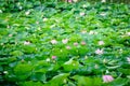 Delicate vivid pink and white water lily flowers Nymphaeaceae in full bloom and green leaves on a water surface in a summer Royalty Free Stock Photo