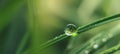 The delicate water droplet resting on a green leaf in nature. AI generated image Royalty Free Stock Photo