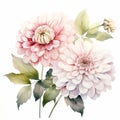 Delicate Watercolor Dahlia Flowers: Elegant And Emotive Floral Art Royalty Free Stock Photo