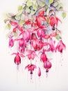 Delicate Watercolor Fuchsia Blooms Hanging AI Generated