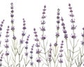 Delicate watercolor horizontal floral seamless pattern with lavender flowers. Provence illustration. Herbal plant. Hand