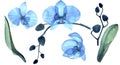 Delicate watercolor illustration. set with blue transparent flowers, buds and leaves of the phalaenopsis orchid. isolated on white Royalty Free Stock Photo