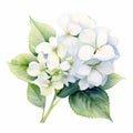 Delicate Watercolor Illustration Of White Hydrangea Flower