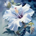 Delicate Watercolor Painting Of White Hibiscus Flower Royalty Free Stock Photo