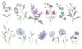 Delicate watercolor set with spring flowers and botanical elements Hand drawn illustration. Vector EPS. Royalty Free Stock Photo