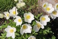 Delicate white anemones bloom in the spring garden