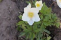 Delicate white anemones bloom in the spring garden