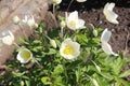 Delicate white anemones bloom in the spring garden