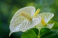 Delicate White Anthurium Flower with Green Leaves in Ethereal Garden Light