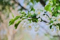 Delicate white apple tree blossoms (Malus Domestica) with green leaves on the blurred background Royalty Free Stock Photo