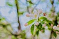 Delicate white apple tree blossoms (Malus Domestica) with green leaves on the blurred background Royalty Free Stock Photo