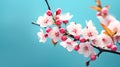 delicate white apricot flowers adorn branches Royalty Free Stock Photo