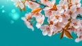 delicate white apricot flowers adorn branches Royalty Free Stock Photo