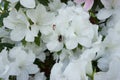 Delicate white azalea Rhododendron flowers. Landscape design Royalty Free Stock Photo