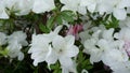 Delicate white azaleas Rhododendron flowers. Landscape design Royalty Free Stock Photo