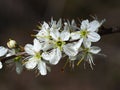 Delicate white blackthorn flowers in spring