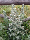 Delicate white bloom Echium italicumon the slopes of the mountains of Sicily Royalty Free Stock Photo