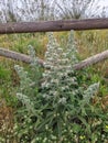 Delicate white bloom Echium italicumon the slopes of the mountains of Sicily Royalty Free Stock Photo