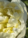 The delicate white blooming peony flower is close. Vertical photo