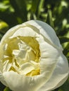 The delicate white blooming peony flower is close. Vertical photo