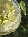 The delicate white blooming peony flower is close. Vertical photo