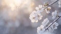 Delicate White Blossoms Covered in Frost on a Branch Royalty Free Stock Photo