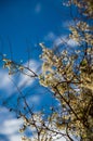 Delicate White Blossoms Glowing Against a Deep Blue Spring Sky Royalty Free Stock Photo
