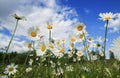 Delicate white chamomile flower heads grow on a summer meadow an Royalty Free Stock Photo
