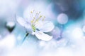 Delicate white cherry flowers. Artistic macro image. Spring summer background.