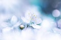 Delicate white cherry flowers. Artistic macro image. Spring summer background. Free space for text. Royalty Free Stock Photo