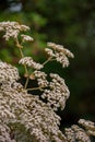 Delicate White Cluster Flowers