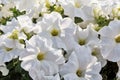 Delicate white colored petunia flowers in sunlight Royalty Free Stock Photo