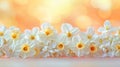 Delicate White Daffodils Blossom in Soft Orange Light Royalty Free Stock Photo