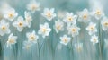 Delicate White Daffodils in a Soft Blue Garden Royalty Free Stock Photo