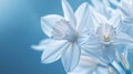 Delicate White Daffodils in Soft Blue Light Royalty Free Stock Photo